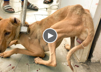 A blind homeless dog is rescued and treated with CTVT (Canine transmissible venereal tumor)