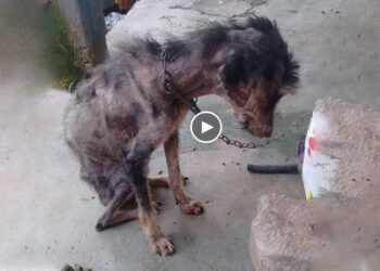 Every Time Someone Approached, She Cowered, Just Like a Thousand Times Before She Had Endured