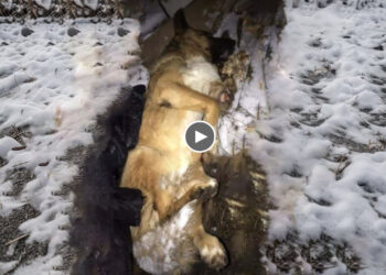 He laid motionless on the snow, try to limbed in frozen, sadness and hopeless waiting for help!