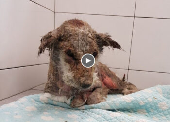 He Trembled, Scared Because The Past 2 Years Have Never Received Love