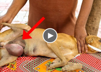 Mother Dog with life-threatening Canine Mastitis | Rescued and Reunite with Puppies