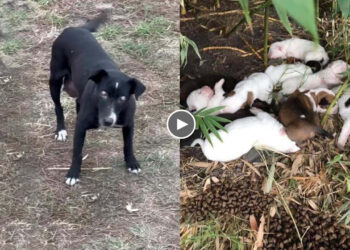 Blind mom dog run toward us begging for help her hungry newborn babies on the field