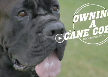 OWNING A CANE CORSO