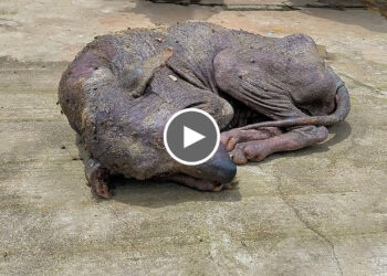 A Dog’s Miraculous Transformation – From Severe Skin Disease To Shiny Coat