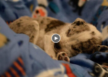 He non stop crying in pain due to heartless kicked to his head, but fighting strong for life!