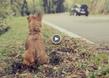 The Car Drove Away, Leaving Puppy Behind, She Worried, Wished The Owner Would Come Back to Pick Her