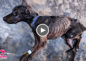 Rescued two-year-old great Dane Dog, Who broke down Physically and Mentally