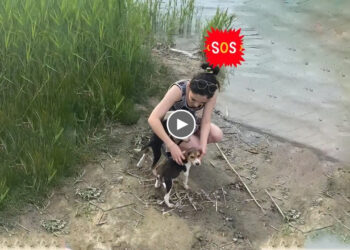 Early in The Morning, Two Skinny Homeless Puppies Rushed After Me to BEG for HELP