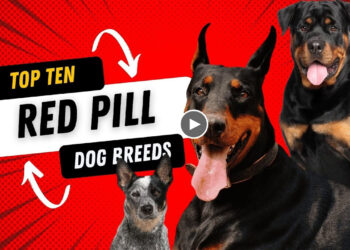 TOP TEN DOGS FOR RED PILL COMMUNITY