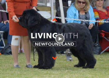 LIVING WITH NEWFOUNDLAND DOGS