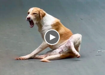 Stray Dog with a badly untreatable leg break surrendered to the shelter