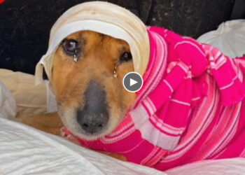 The Owner Poured Hot Water On His Head, The Poor Dog Was Shocked After Being Rescued