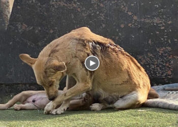 Mama Dog Used Body to Protect Her Cubs From Being Doused Acid by Store Owner, Never Left Them