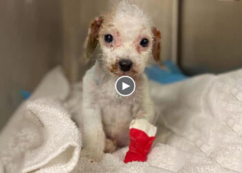 Abandoned puppy at in a storage container, in an alley at night…she give up fighting for life!