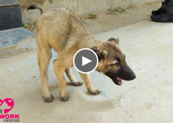 Rescue Street Puppy who was Trembling and Shivering for Months