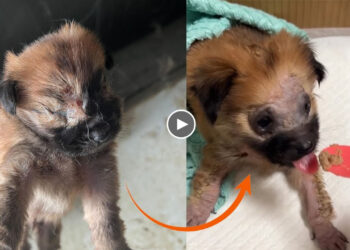 He Sobbed As He Received Human Love And Care For The First Time In His Life