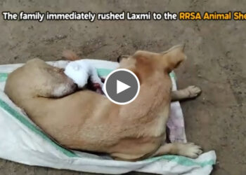 Rescue Street Dog with Broken leg in road accident