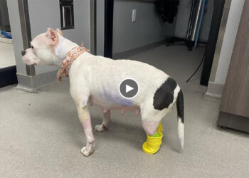 Miraculous Transformation of a Mother Dog Thrown Into an Industrial Park in a Sad Condition