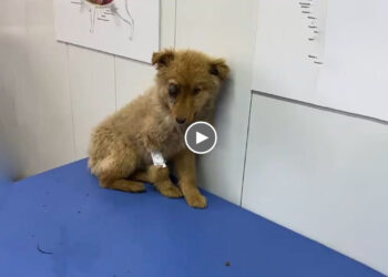 Rescue Homeless Puppy Attacked By Giant Dogs That Hurt Him