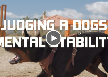 A DOG’S MENTAL STABILITY