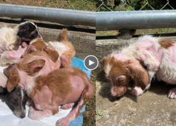 All Misfortune Comes When Owner Leaves, 5 Malnourished Puppies Live in Fear Every Day