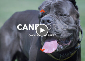 OWNING A CANE CORSO: THE ULTIMATE CANINE PROTECTOR