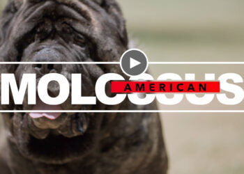 FROM ANCIENT GUARDIANS TO MODERN MARVELS: THE INCREDIBLE AMERICAN MOLOSSUS