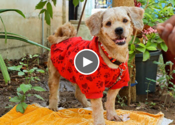 Rescued Stray Dog With Scabies, skin issues, and dermatitis. Now looking for Forever Home.