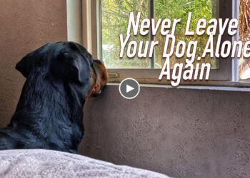 NEVER LEAVE YOUR DOG ALONE AGAIN!!!