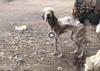 She was neglected for years with the chicken, emaciated she barely walk desperate waiting for help!