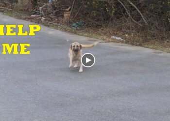 I Heard The Puppies Crying And Slowed Down, The Mother Dog Hurriedly Followed And Begged for Help