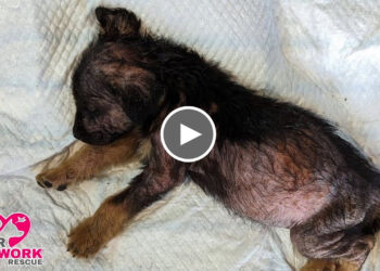 Neglected Puppy with Severe Skin Disease Transformed after Rescue
