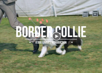 BORDER COLLIE: A DOG LOVER’S INTRODUCTION