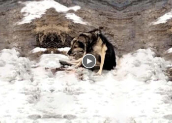 He shrinks all over, fear in his eyes…10 years was chained in snow, sadness and hopeless!