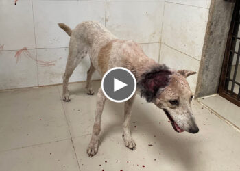 The stray dog has a large wound on the head near the Ear | A worst wound