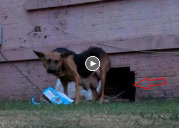 Scared mama and papa dog hide their 5 puppies under a hole of historic mansion, miracle rescued!
