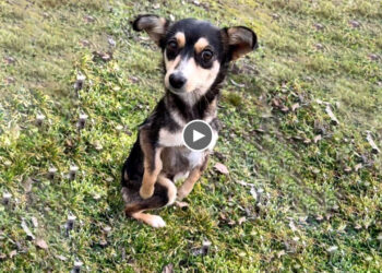 She Bewilderedly Seeks Help After Days of Painful Injury