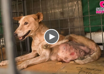 A Dog with a Huge Tumor needs Luck and lots of Love to Survive