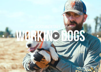 SIX TYPE OF WORKING DOGS