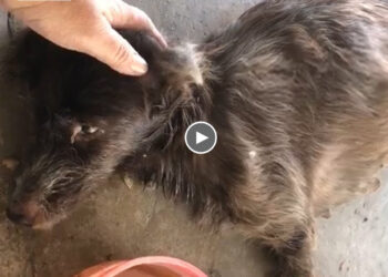 Ill Mother Dog Was Resilient, Endured The Pain For More Than 1 Month To Give Birth To 6 Cute Puppies