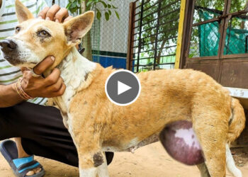 Mosmi, the neglected dog with a large Inguinal Hernia | Rescued