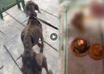 She was left to starved, tried to eat plastic bottle for survived! Heartbreaking!