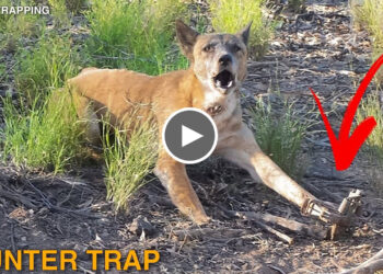 Dog’s Paw Was Destroyed By Hunter Trap, Foot Crushed | But Caring Humans Saved His Life