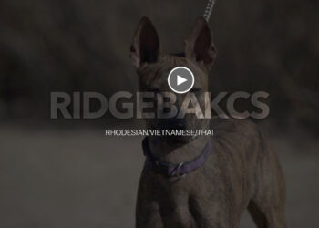 Discovering the Unique Qualities of 3 Amazing Ridgeback Dog Breeds!