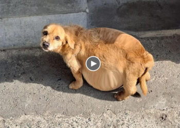 She was dumped on the cold street, steps on the door with huge swollen belly asking for help!