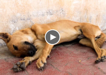 Watch How a Paralyzed Stray Dog Makes an Amazing Recovery.