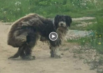 He Has Been Neglected For Life On The Field, Covered with THICK and DIRTY Fur