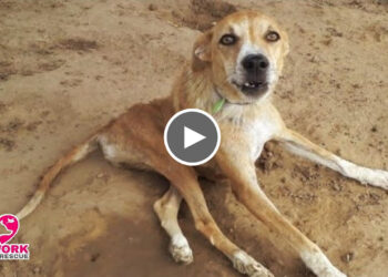 Paralyzed Dog Who Wasn’t Supposed To Walk again Get Up And Runs