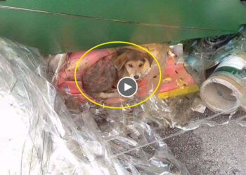 She laid beside the road just garbage, with his back skins lost due to heartless…but no one help!