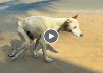 The Stray Dog with Paralyzed Hind Legs Refuses to Surrender.